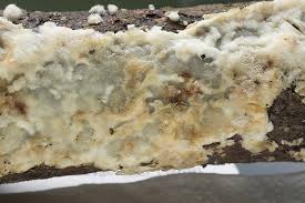 Attēlu rezultāti vaicājumam “Physisporinus vitreus”