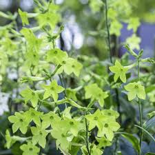 Image result for Nicotiana x sanderae `Perfume`F1