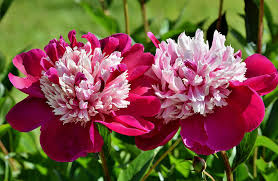 Attēlu rezultāti vaicājumam “Paeonia lactiflora flower”