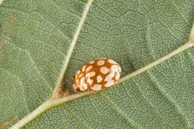 Attēlu rezultāti vaicājumam “Sospita vigintiguttata”