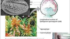 Attēlu rezultāti vaicājumam “Sphagnum sporophyte”