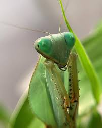 Attēlu rezultāti vaicājumam “Rhabdomiris striatellus imago”