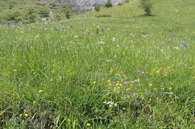 Attēlu rezultāti vaicājumam “Melitaea diamina underside”
