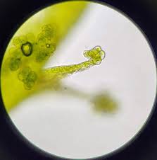 Attēlu rezultāti vaicājumam “Lophocolea minor macro”