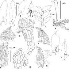 Attēlu rezultāti vaicājumam “Serpoleskea subtilis sporophyte”