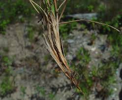 Attēlu rezultāti vaicājumam “Festuca ovina flower”