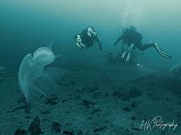 Image result for Breakwater Divers