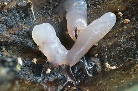 Attēlu rezultāti vaicājumam “Stemonitopsis sp.”