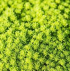 Image result for Mauerpfeffer