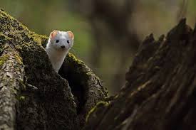 Attēlu rezultāti vaicājumam “Mustela erminea adult”