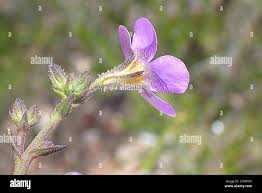 Attēlu rezultāti vaicājumam “Lamproderma violaceum macro”