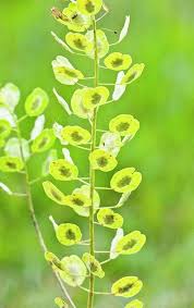 Attēlu rezultāti vaicājumam “Thlaspi arvense”