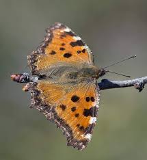 Attēlu rezultāti vaicājumam “Nymphalis polychloros upperside”