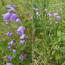 Image result for Campanula formanekiana