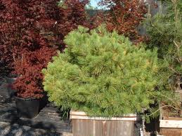 Attēlu rezultāti vaicājumam “Pinus strobus”