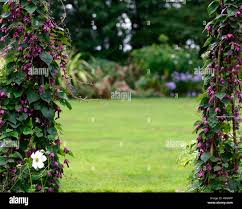 Image result for Rhodochiton atrosanguineum