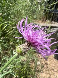 Attēlu rezultāti vaicājumam “Centaurea stoebe flower”