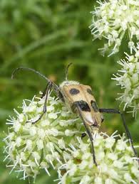 Attēlu rezultāti vaicājumam “Pachyta quadrimaculata”