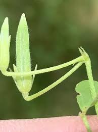Attēlu rezultāti vaicājumam “Oxalis corniculata fruit”