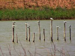 Image result for Sterna acuflavida