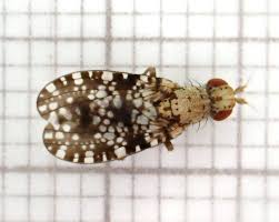 Attēlu rezultāti vaicājumam “Trypetoptera punctulata”