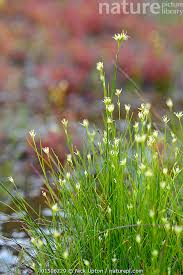 Attēlu rezultāti vaicājumam “Rhynchospora alba flower”