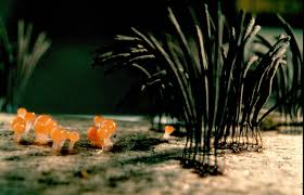 Attēlu rezultāti vaicājumam “Trichiaceae, Hemitrichiaceae, Arcyriaceae”