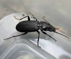 Attēlu rezultāti vaicājumam “Pterostichus niger”