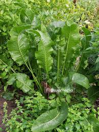 Attēlu rezultāti vaicājumam “Armoracia rusticana bud”