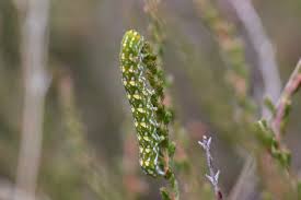 Attēlu rezultāti vaicājumam “Anarta myrtilli larva”