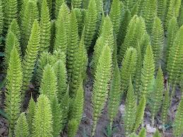 Attēlu rezultāti vaicājumam “Equisetum”