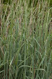 Attēlu rezultāti vaicājumam “Leymus arenarius”