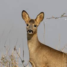 Attēlu rezultāti vaicājumam “Capreolus capreolus”