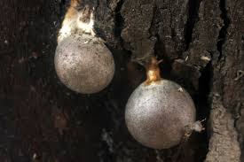 Attēlu rezultāti vaicājumam “Lycogala sphaeroconicum macro”