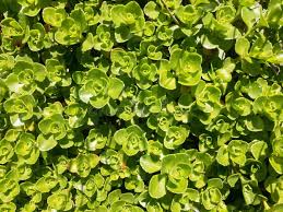 Attēlu rezultāti vaicājumam “Phedimus spurius”