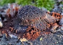 Attēlu rezultāti vaicājumam “Symphytocarpus flaccidus”