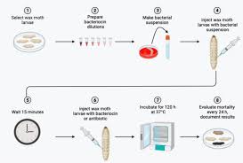 Attēlu rezultāti vaicājumam “Enteridium variabile macro”
