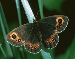 Attēlu rezultāti vaicājumam “Erebia aethiops”