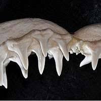 Image result for Nasolamia velox