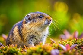 Attēlu rezultāti vaicājumam “Cricetidae”