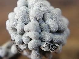 Attēlu rezultāti vaicājumam “Physarum diderma”