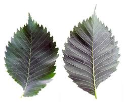 Attēlu rezultāti vaicājumam “Ulmus laevis leaf”