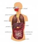 <b>Gastrointestinal tract</b>.