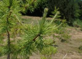 Attēlu rezultāti vaicājumam “Larix sibirica”