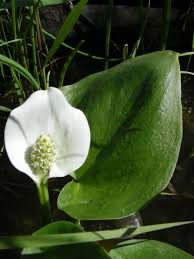 Attēlu rezultāti vaicājumam “Calla palustris flower”