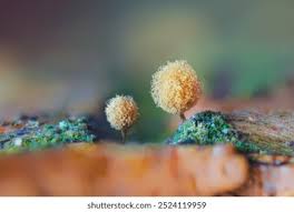 Attēlu rezultāti vaicājumam “Hemitrichia calyculata macro”