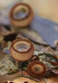 Attēlu rezultāti vaicājumam “Humaria hemisphaerica”