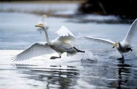 Image result for Cygnus cygnus