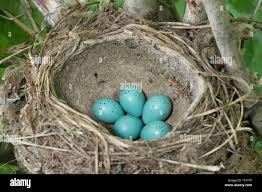 Attēlu rezultāti vaicājumam “Turdus philomelos nest”