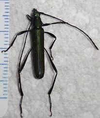 Attēlu rezultāti vaicājumam “Cerambycidae”